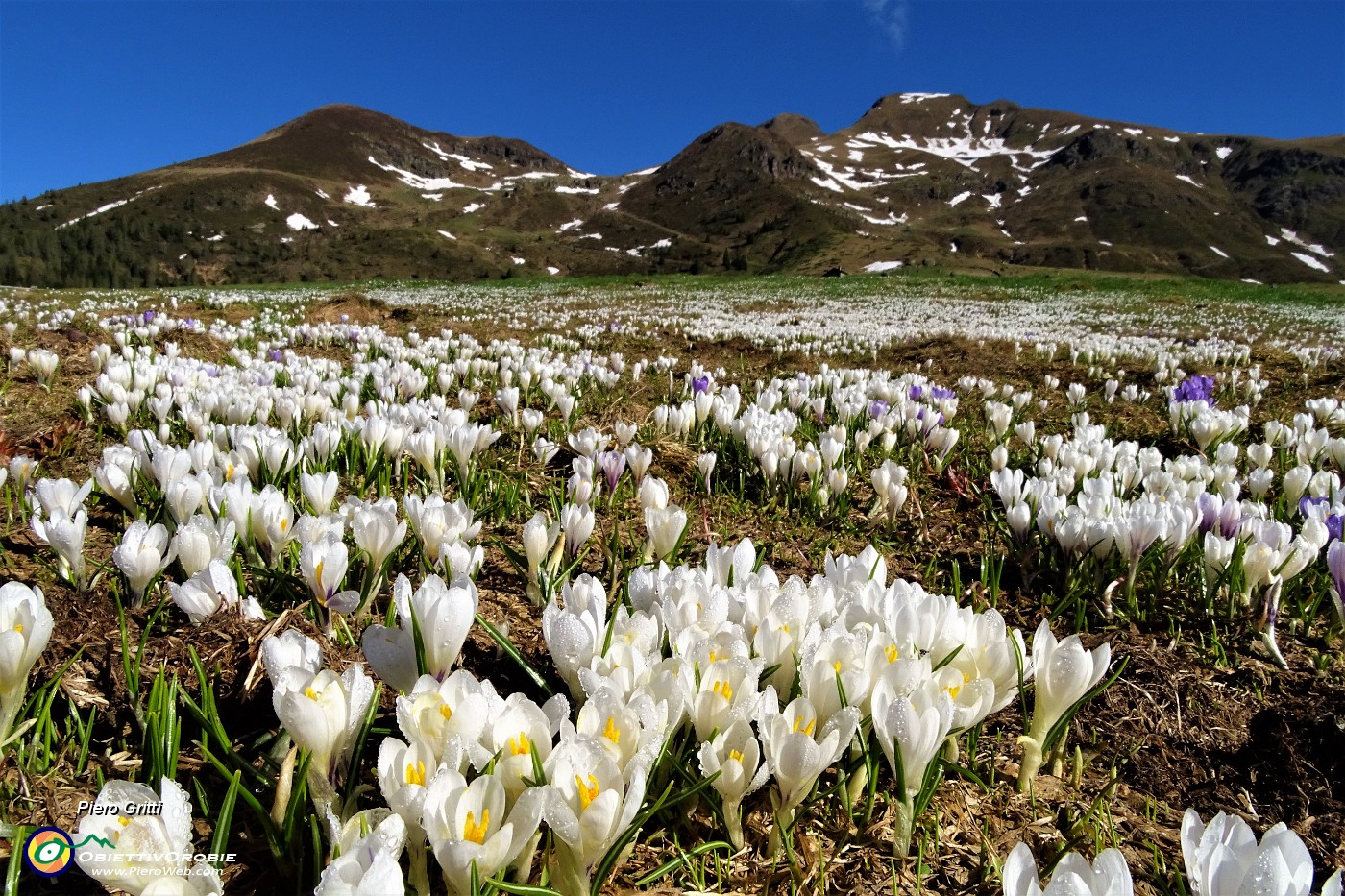 01 I crocus invadono i prati del 'generoso' Avaro.JPG